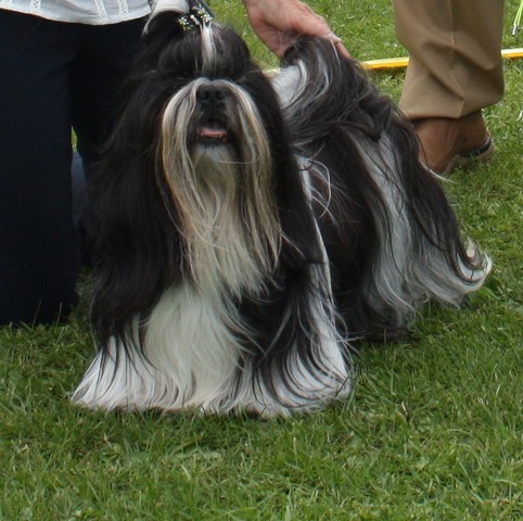 Shih Tzu Danmark